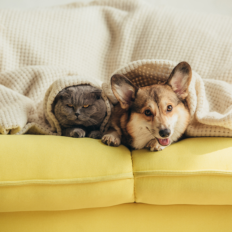 Dog and Cat on Couch